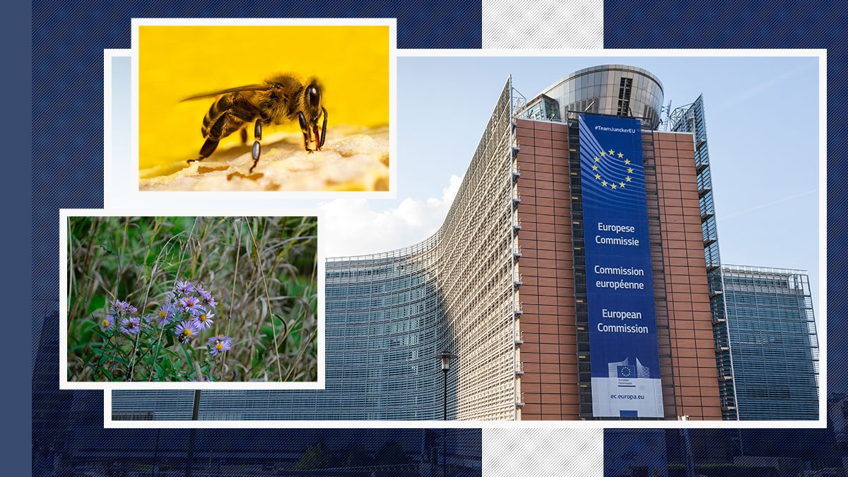 Comisia Europeană acuză România de MASACRUL ALBINELOR. Pesticide ucigașe de polenizatori, permise doar în situații de urgență, sunt folosite abuziv