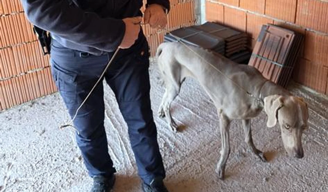 Câinele unei familii din Italia a DISPĂRUT de la o expoziție canină din județul Bihor. Polițiștii au intrat imediat în alertă