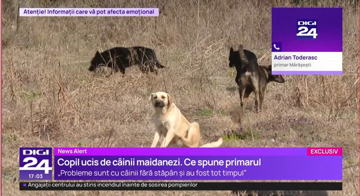 Caz ȘOCANT în Vrancea: Copil ucis de câinii vagabonzi. Familia nu anunțase dispariția copilului