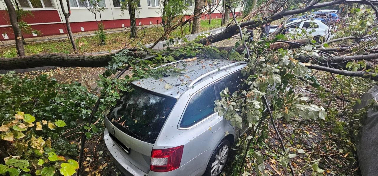 Cum poți solicita DESPĂGUBIRI dacă un pom cade peste mașina ta? Ce trebuie să rețină șoferii