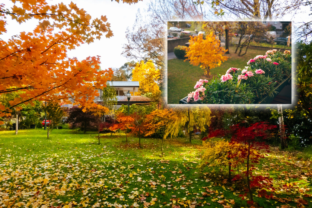 Cum îți pregătești grădina pentru iernare. Pasul important pe care să-l faci în luna noiembrie, pentru a avea o plantație sănătoasă