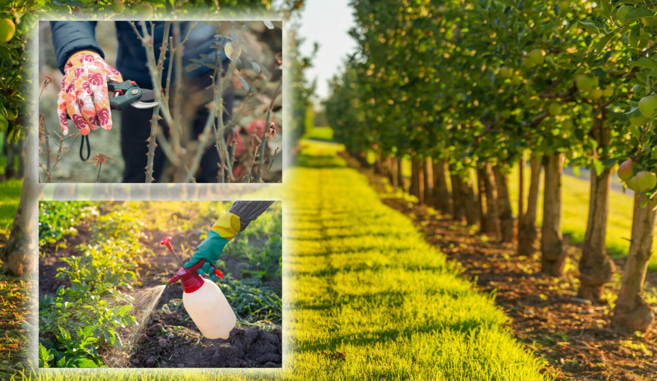 Modul în care cureți corect pomii fructiferi din curte. Ce să faci în luna octombrie pentru ca aceștia să aibă o înflorire bogată la primăvară