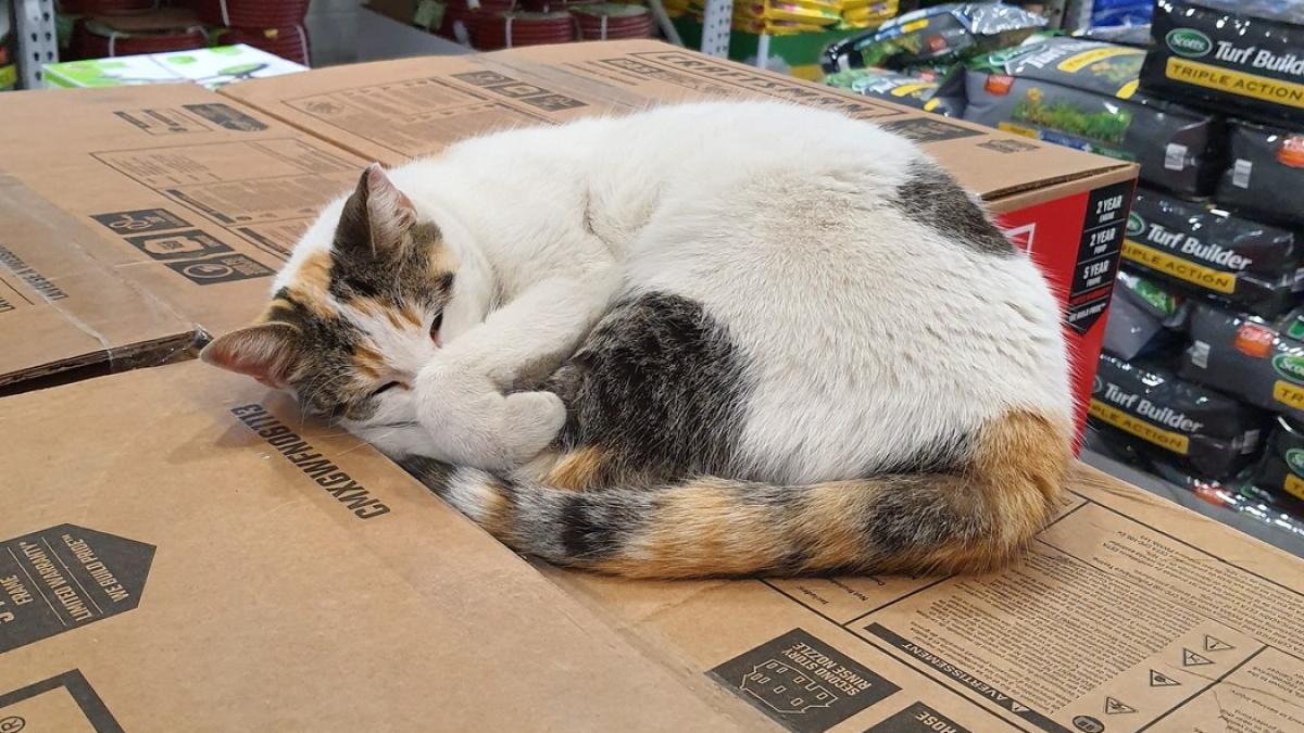 O pisică dispărută a fost găsită la 145 de kilometri distranță. Animalul a fost căutat cu drone