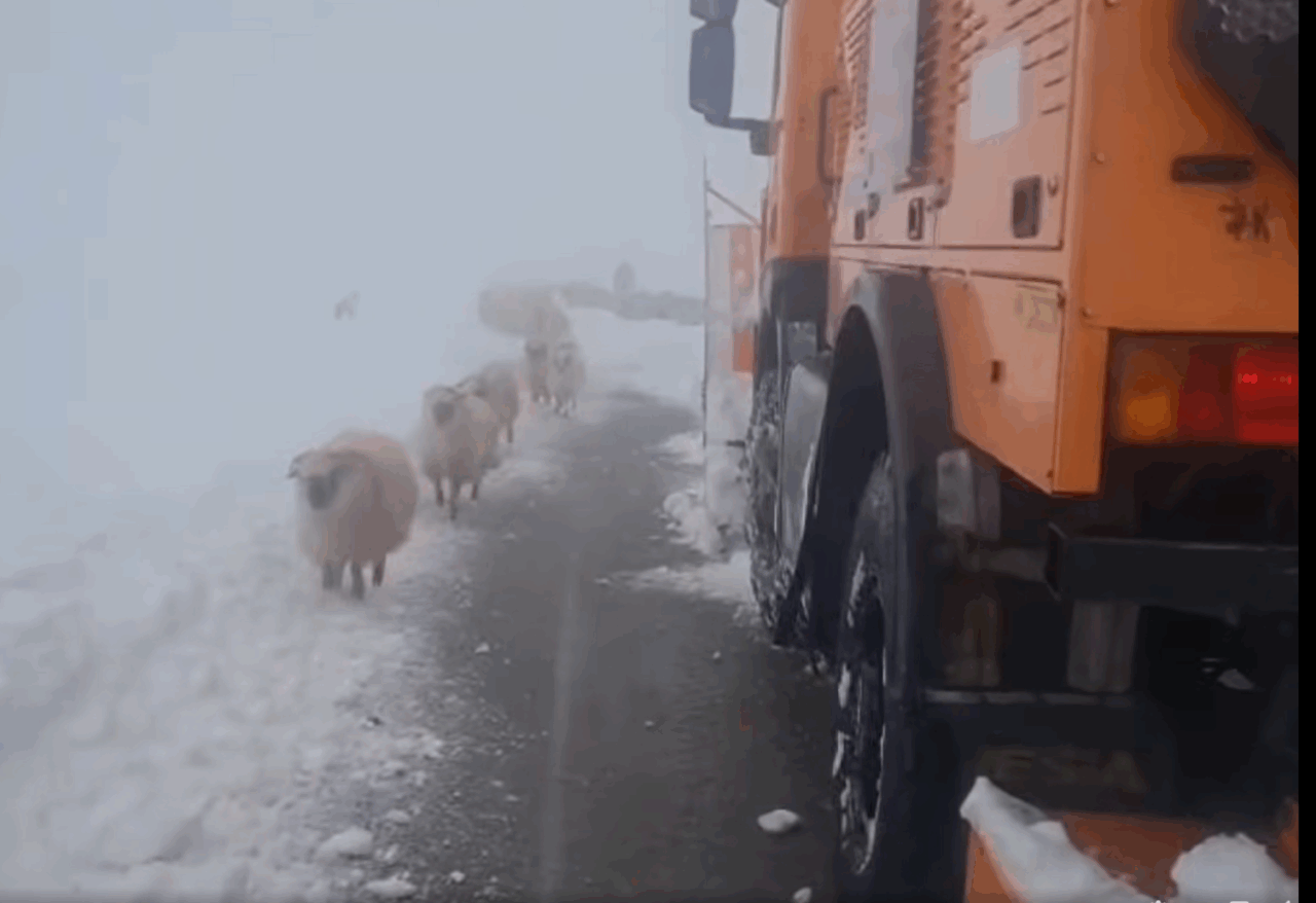 Drumarii au făcut culoar de trecere prin zăpadă, pentru ciobani și oi, pe Transalpina