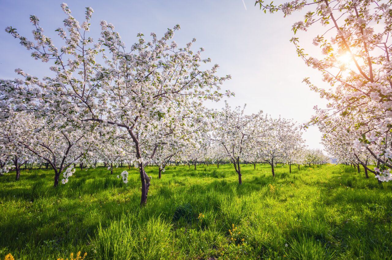Perioada ideală de stropire a pomilor fructiferi. Care este răsplata la primăvară