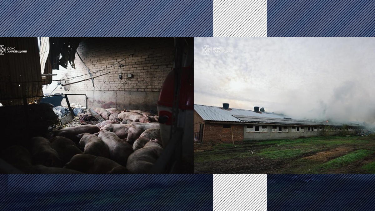 MASACRU în UCRAINA. Rușii au carbonizat 13 mii de porci într-un atac cu DRONE