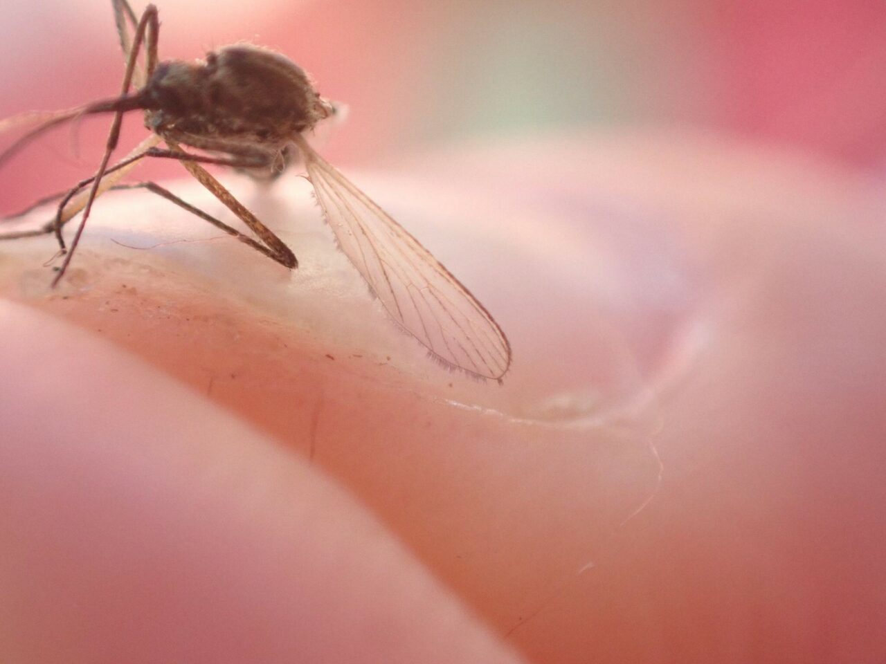 Specia de insecte banală în România, apărută în premieră într-una dintre cele mai reci țări din lume. Fenomenul, pus pe seama încălzirii globale