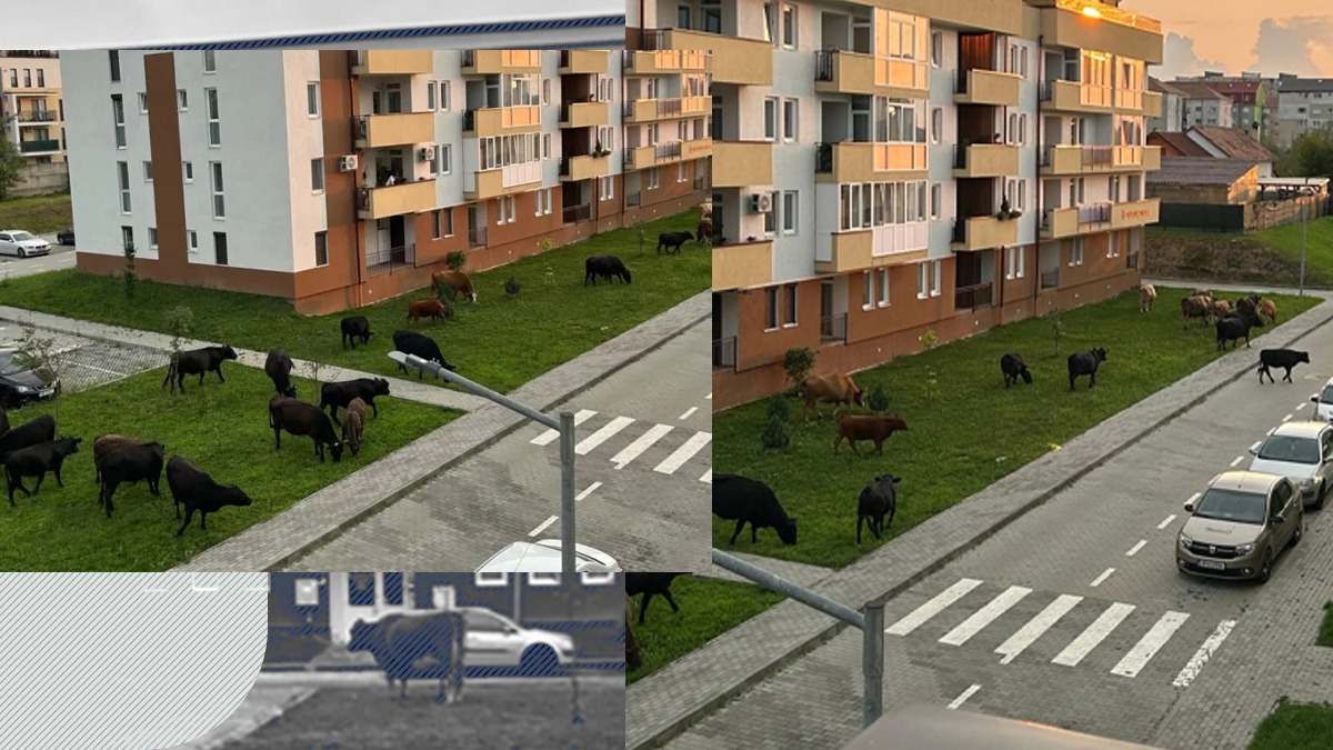 Un cartier din Sibiu este invadat zilnic de zeci de VACI. Locuitorii fostei Capitale Europene a Culturii se plâng: problema e nerezolvată de 2 luni
