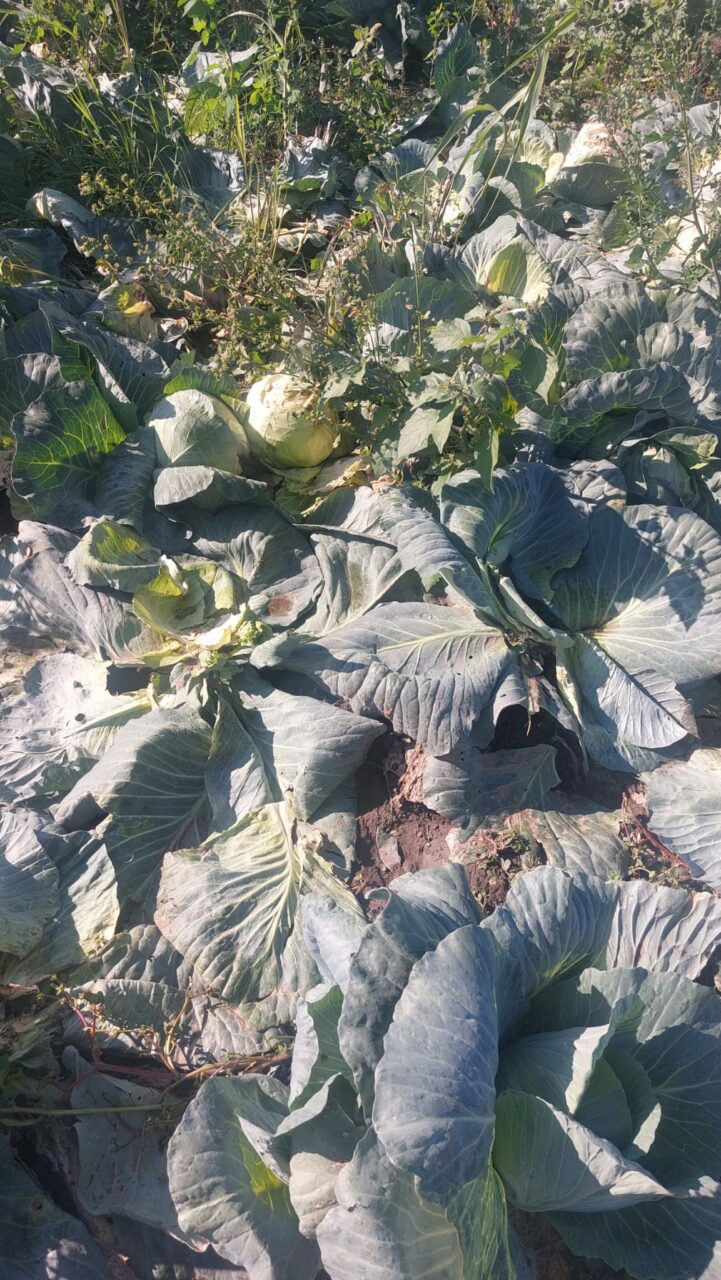 Producția de VARZĂ, compromisă din cauza ploilor. Varza a fost distrusă de prea multă apă