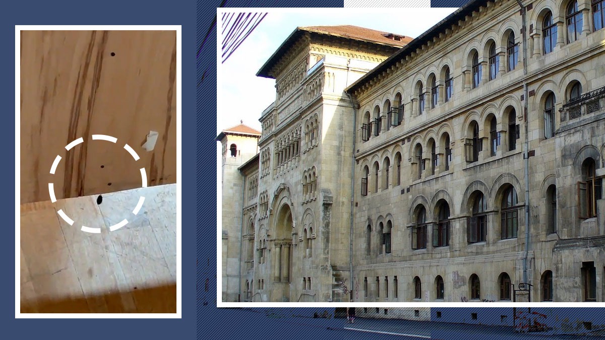 Studenții de la Arhitectură, invadați de ploșnițe. Au făcut o petiție online și cer o dezinsecție completă: „Afectează studiul și siguranța noastră”