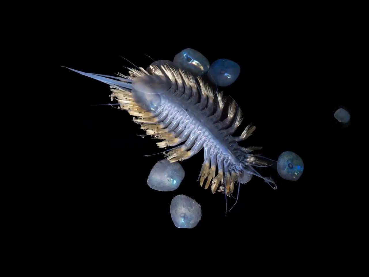 În Antarctica au fost descoperite 30 de noi specii: de la „viermi-zombi” la „mingea morții”