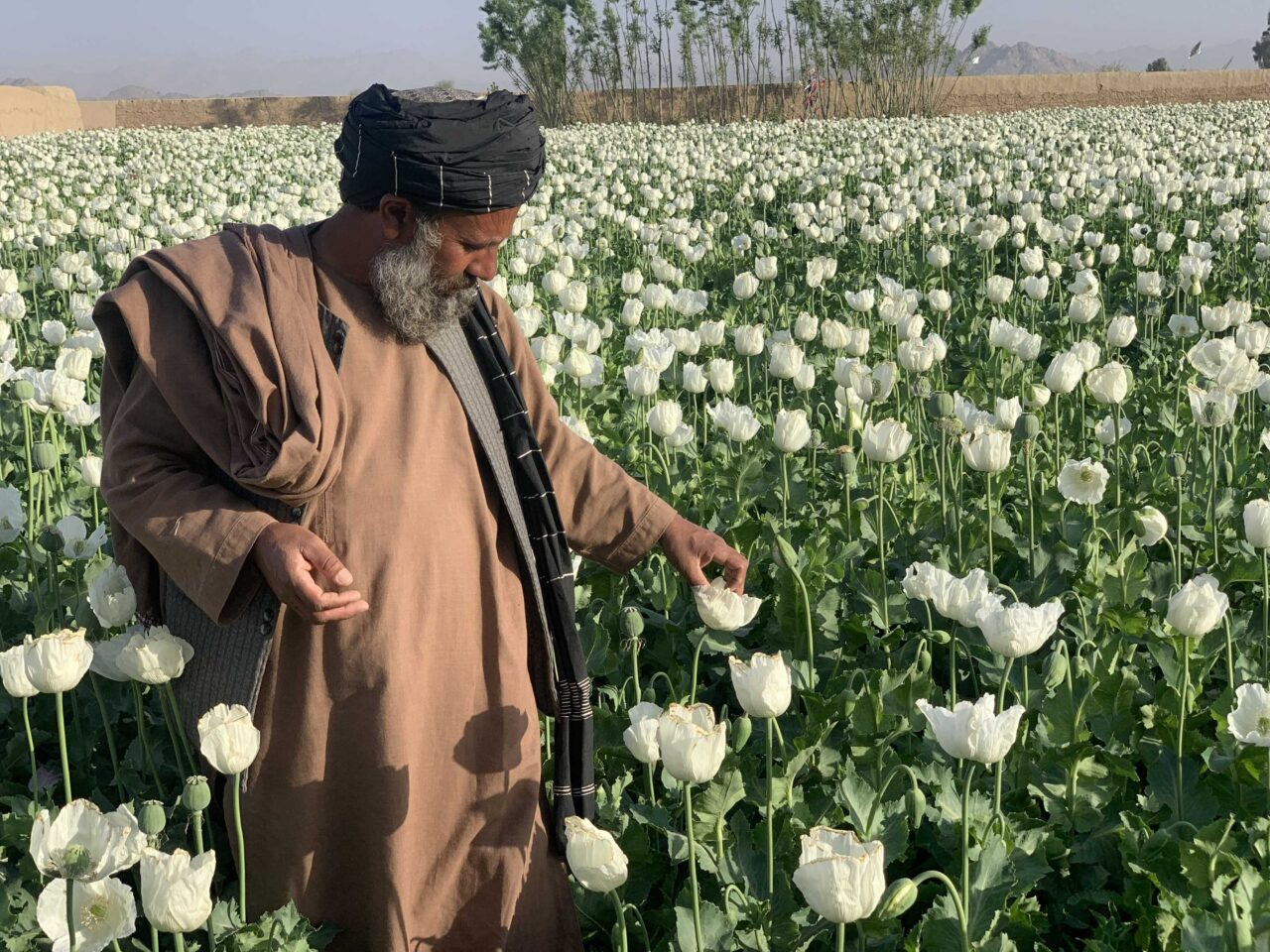 Motivul pentru care CIA a „bombardat” Afganistanul cu semințe de mac din avioanele C-130, pe durata unei operațiuni secrete de peste 10 ani