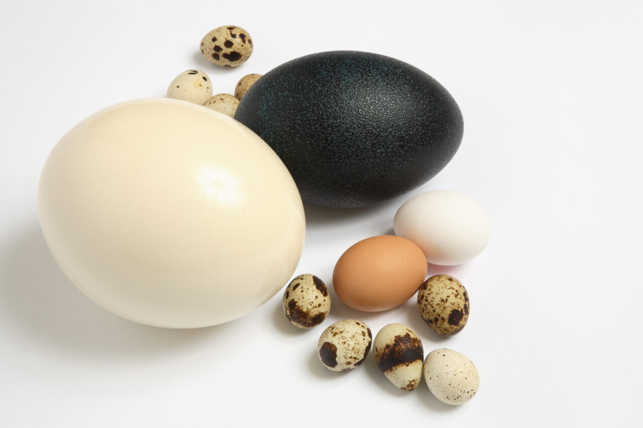 Achiziție online bizară. O femeie din Marea Britanie a cumpărat un ou, iar acum a ajuns să crească o pasăre înaltă de 1,8 metri