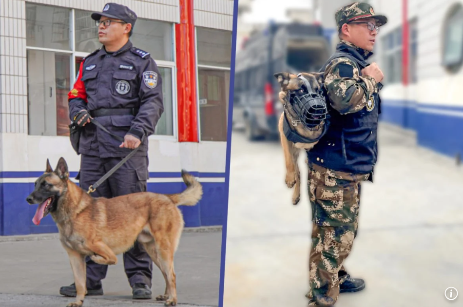 Barton, polițistul cu trei picioare. Cățelul, ciobănesc belgian, face o echipă de pomină cu un coleg șchiop uman japonez