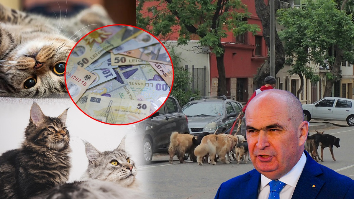 În atenția premierului Ilie Bolojan: 10 milioane de câini și pisici umblă netaxați în România. Piața produselor pentru animalele de companie a ajuns la 1 miliard de euro