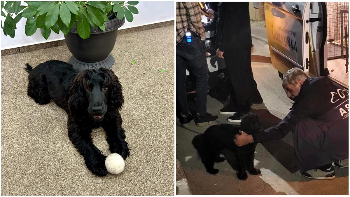 O cățelușă bătută într-un restaurant din sectorul 3 chiar de stăpânul său, care e patronul localului, a ajuns înapoi la bărbatul VIOLENT