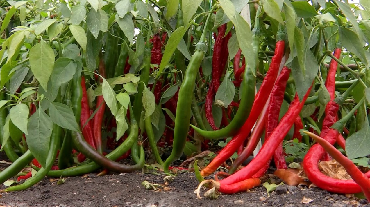 Halepenos? Un cercetător român botează un ardei iute cu numele Simonei Halep. Vrea să fie cel mai iute ardei din lume