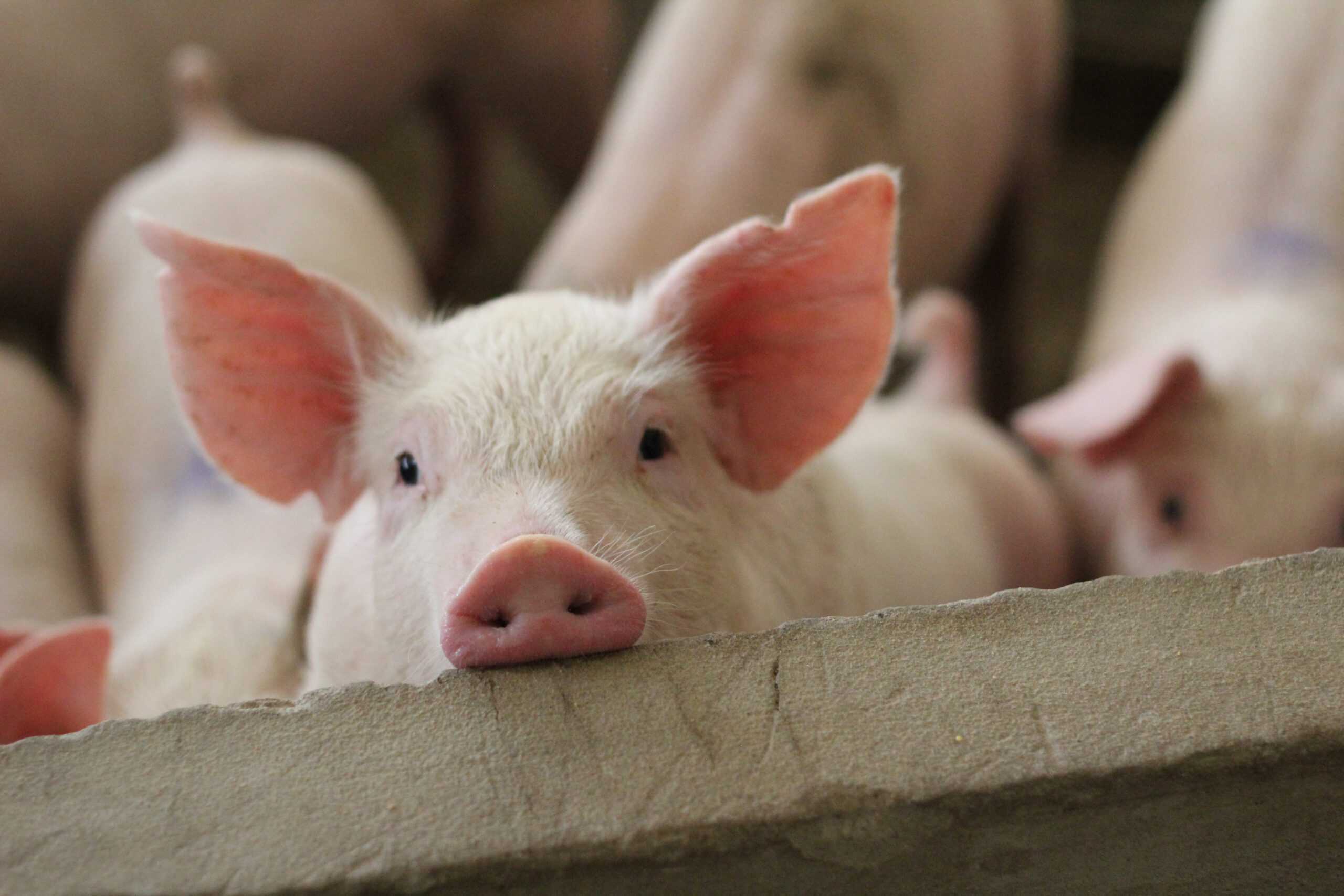 Carnea de porc, mai ieftină ca niciodată în 2026