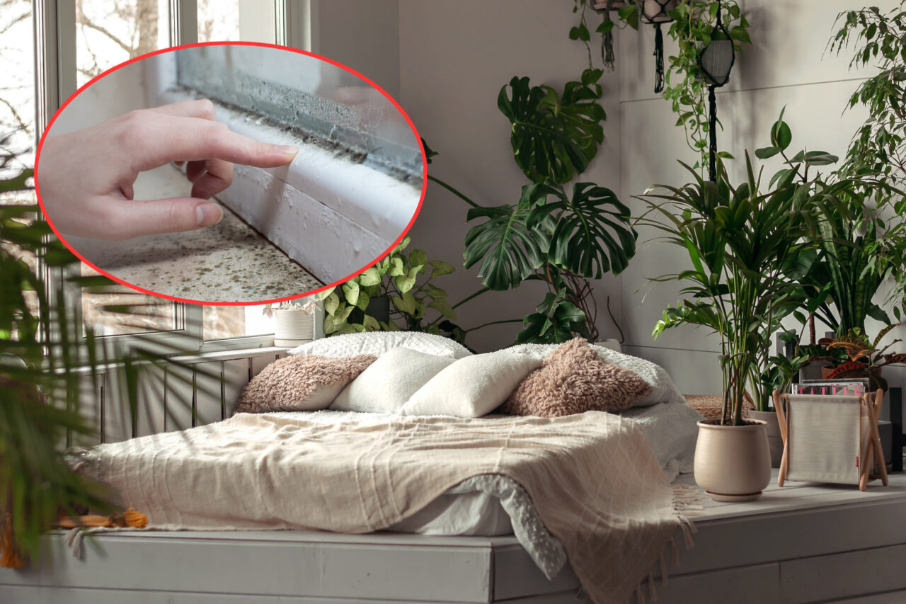 Cele 7 plante care pot preveni apariția mucegaiului în casă, în timpul sezonului rece. Ce spun experții