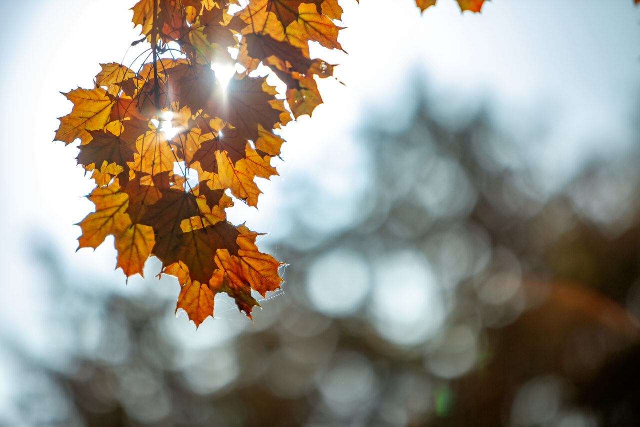 Vremea pe o lună. Prognoza meteo în intervalul 10.11.2025 – 08.12.2025: Temperaturi mai ridicate decât normalul perioadei