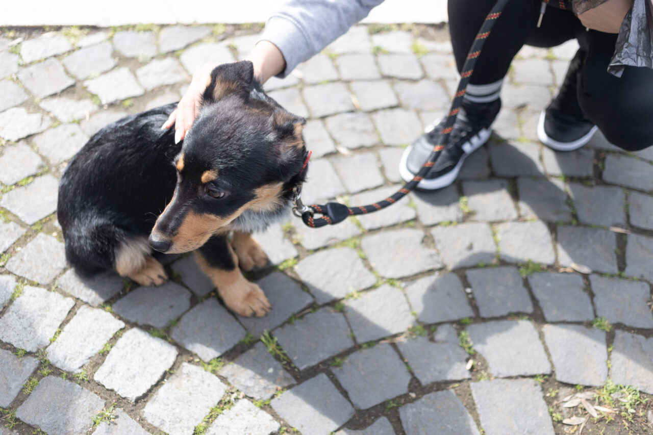 Greșeala care atrage o amendă de 1.600 lei pentru toți stăpânii de câini. Un botoșănean a fost sancționat pe loc