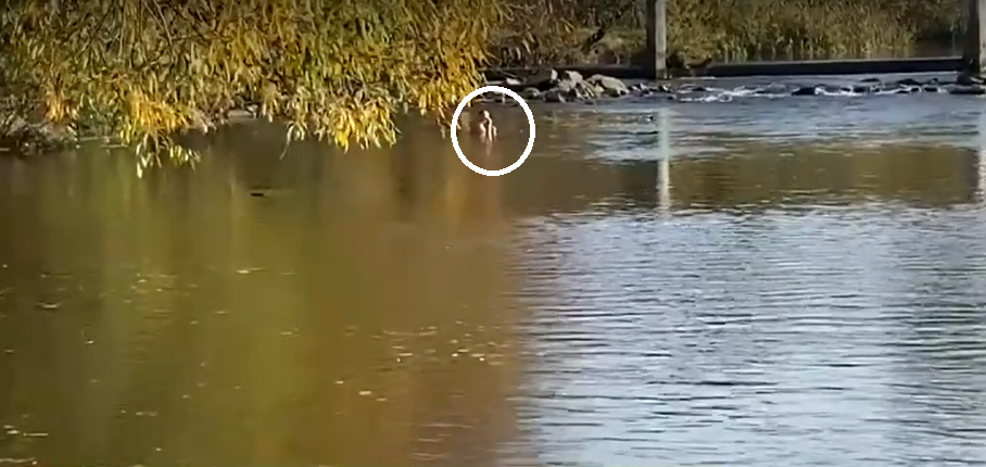 Unii orădenii au făcut BAIE într-un lac, la început de noiembrie. Temperaturile maxime au ajuns la 22 de grade Celsius, în weekend