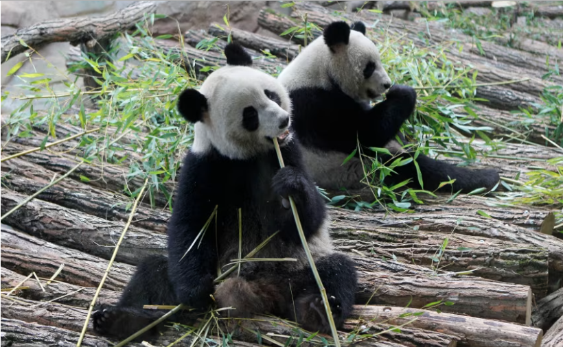 „Bon voyage”, Huan Huan și Yuan Zi. Doi panda gigantici se întorc în China după 13 ani de exil în Franța