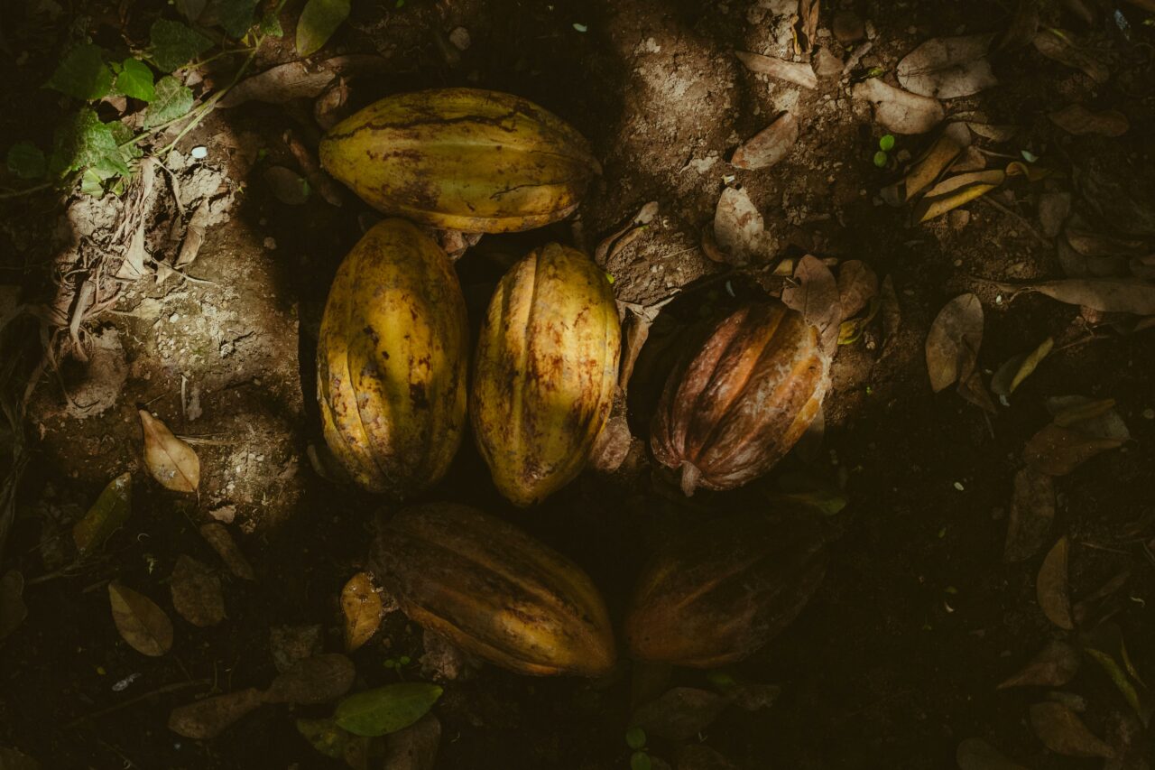 Omenirea poate pierde lupta cu schimbările climatice. Vinul, cafeaua și ciocolata ar putea dispărea complet de pe rafturile magazinelor