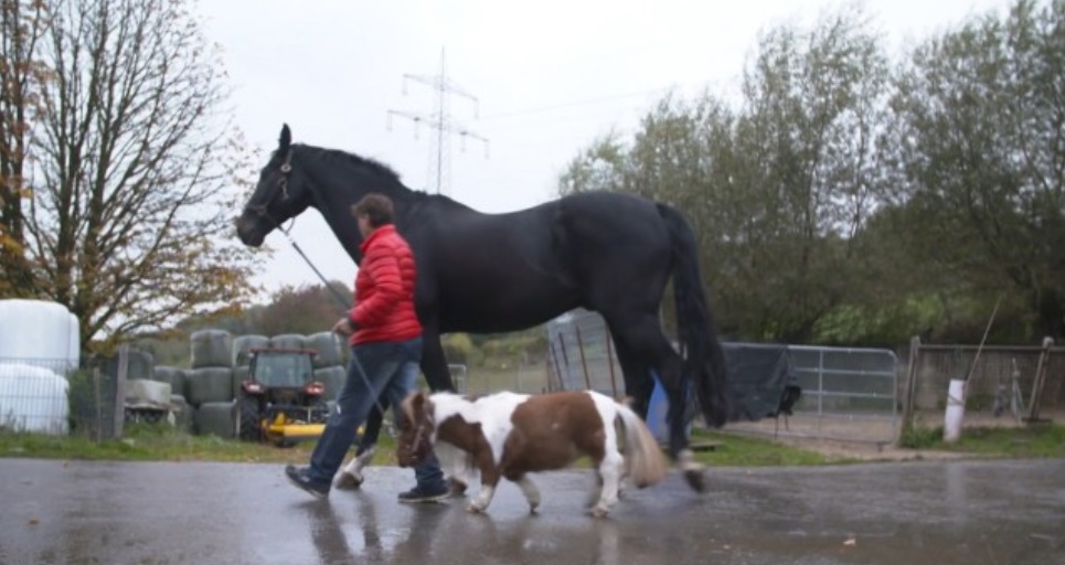 Unde poate fi văzut cel mai mic PONEI din lume. Simpaticul animal are doar 50 de centimetri înălțime și 35 de kilograme