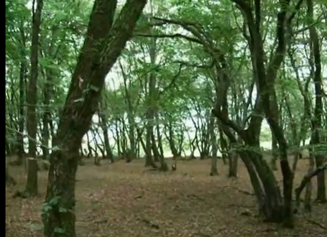 Pădurea Hoia Baciu din Cluj, descrisă de The Guardian: „Cea mai bântuită pădure din lume: copaci contorsionați, OZN-uri și povești înfricoșătoare”