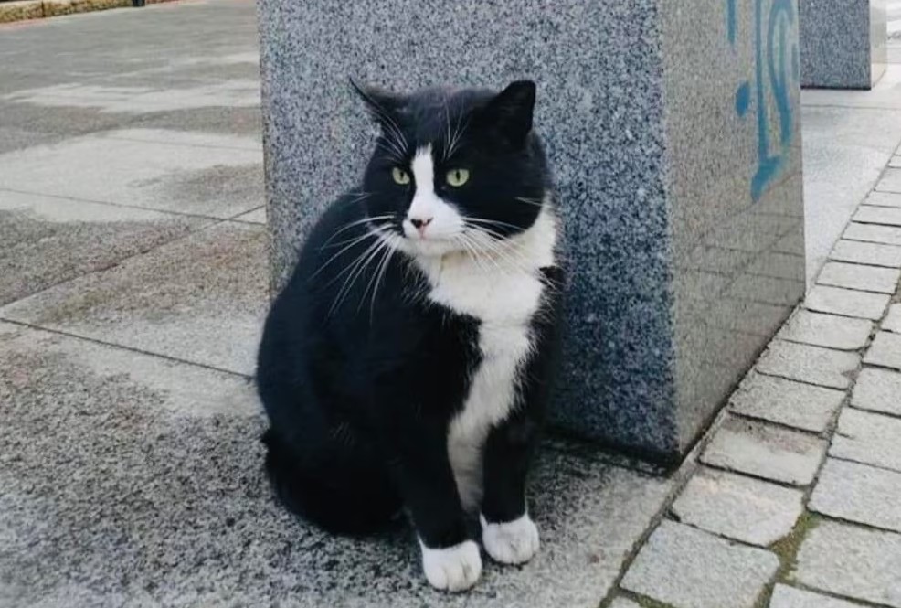 Povestea motanului Gacek, tratat regește în Polonia. Felina a devenit o atracție turistică pentru mii de turiști