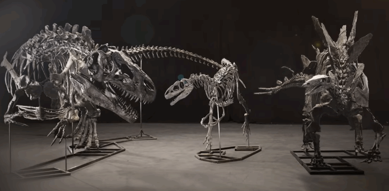 Marea Britanie confiscă trei schelete de dinozaur, într-un caz de spălare de bani. Cum au ajuns fosilele în posesia unui om de afaceri chinez