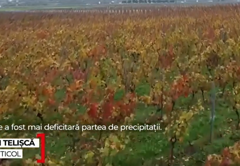 Vin mai scump pe mesele de sărbători. Cât costă în magazinele de specialitate