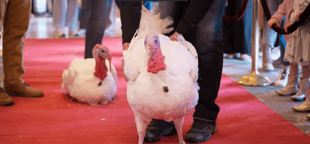 Curcanii care vor fi grațiați de Trump au fost primiți pe covorul roșu la Washington. Până la ceremonie vor fi cazați într-un hotel de lux