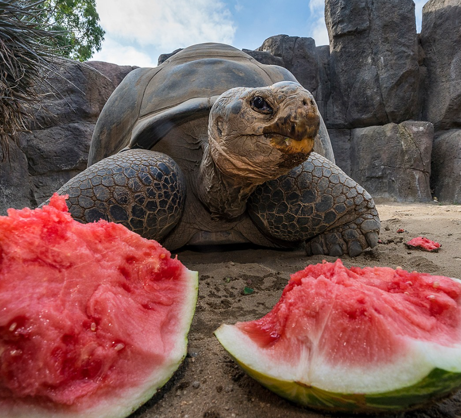 Legendara țestoasă din Galapagos – Gramma – a murit la 141 de ani. A trecut prin două războaie mondiale, pandemii și schimbarea a 20 de președinți americani