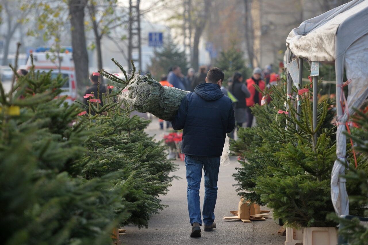 Te pregătești pentru Crăciun? Cât plătești pentru un brad scos la vânzare de Romsilva, în decembrie 2025