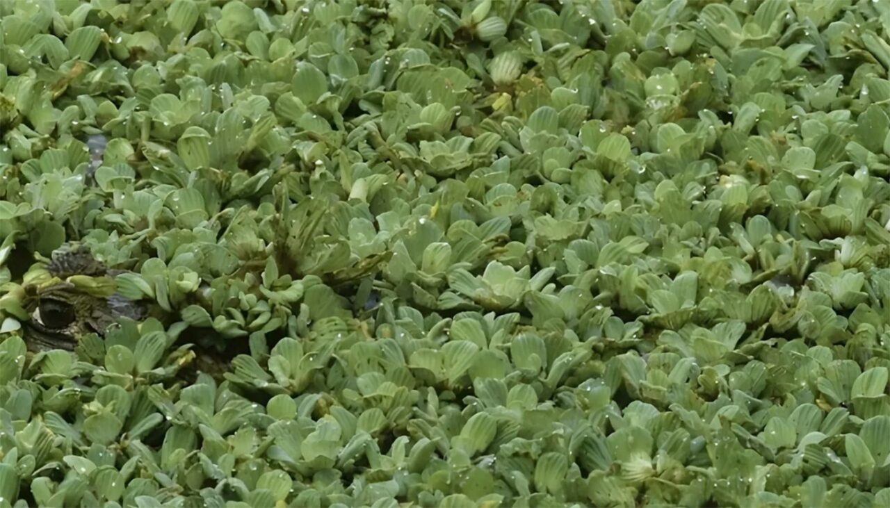 Test IQ | Găsiți aligatorul ascuns în această iluzie optică