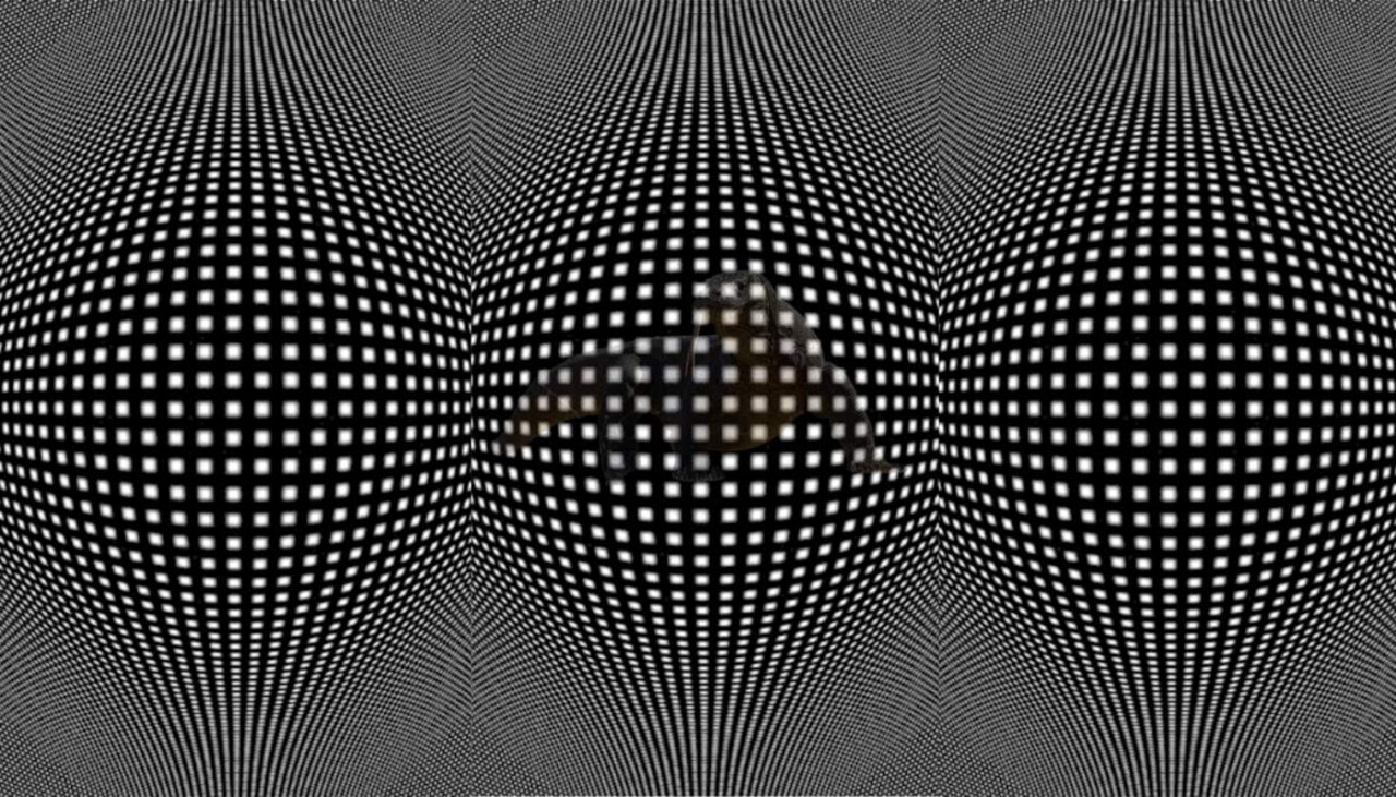 Test de inteligență | Ești un geniu dacă poți identifica animalul ascuns în această iluzie optică virală. 99% se lasă bătuți