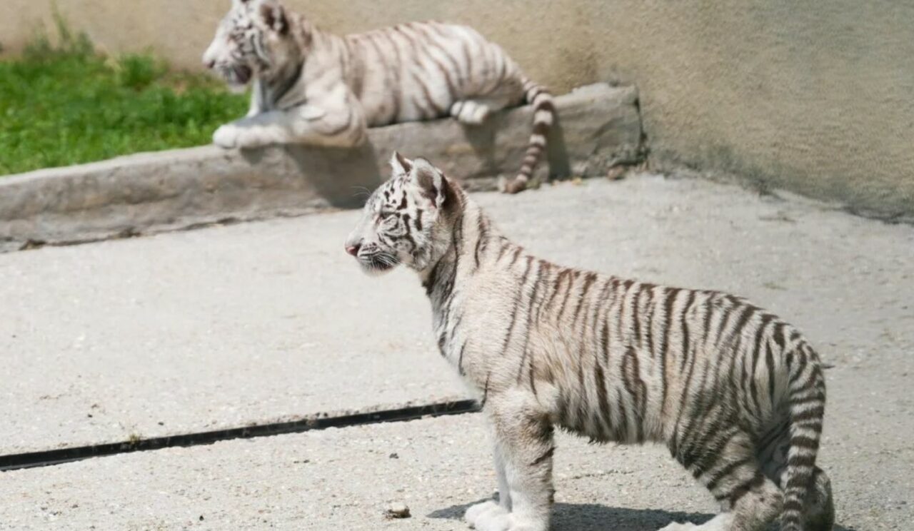 Caz revoltător: de ce a murit un pui de tigru bengalez alb la Zoo Craiova