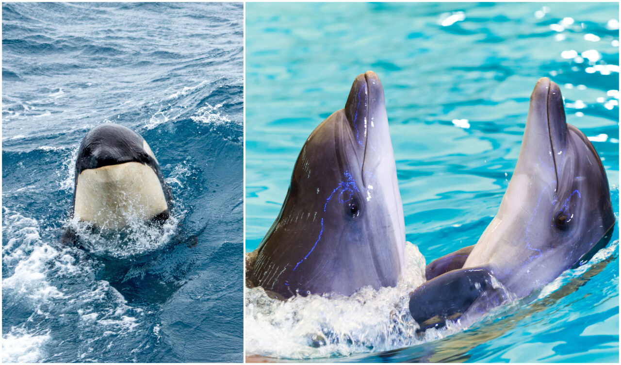 Ce au descoperit oamenii de știință, după ce au observat relația dintre un grup de delfini și unul de orci. Ce au relevat filmările subacvatice