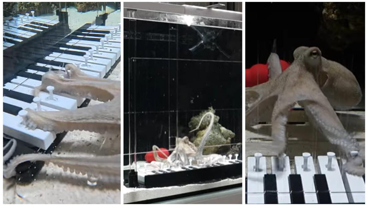 Un muzician a învățat o caracatiță să cânte la pian, în 6 luni. „Cel mai mare pianist pe care marea l-a cunoscut vreodată”