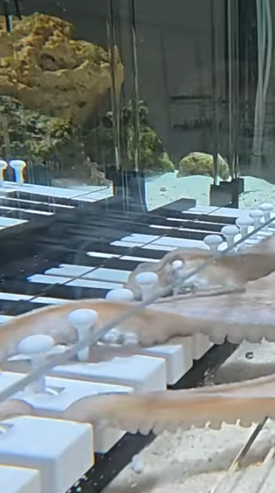 FOTO - captură video Youtube/Mattias Krantz