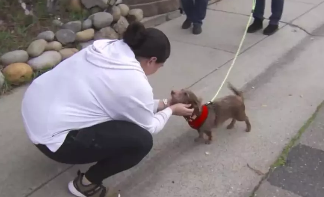 Odisea lui Choco. Un cățel a ajuns acasă de Sărbători după 5 ani de vagabondaj. Fugarul a fost găsit la 3.200 de kilometri distanță