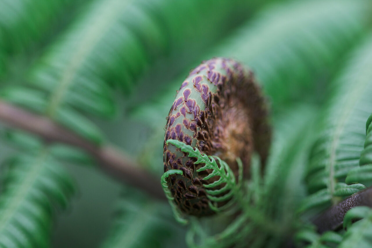 Planta care „crește” cristale din metale rare. Ce este fitomineritul