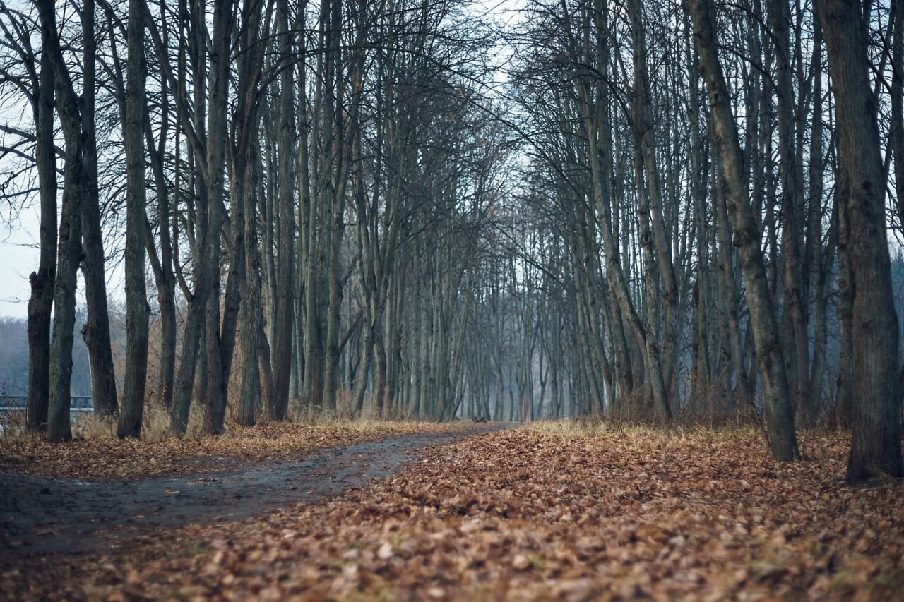 Comoara istorică de sub copac. Ce s-a descoperit după ce un câine a săpat o groapă în pământ, în Franța