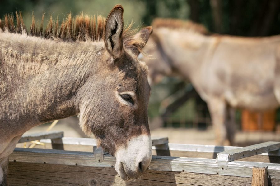 Orașul invadat de măgari: animalele dau năvală în gospodării și la evenimente