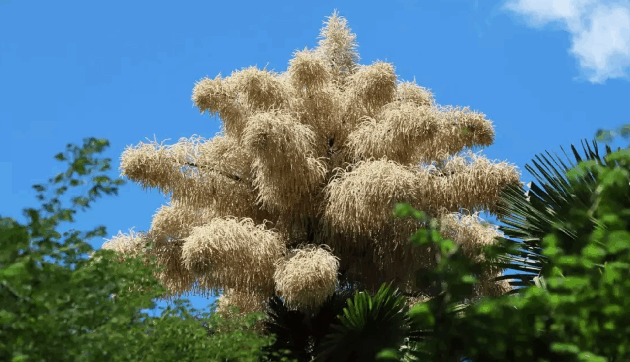 Spectacol unic la Rio. Palmierii care înfloresc o singură dată în viață