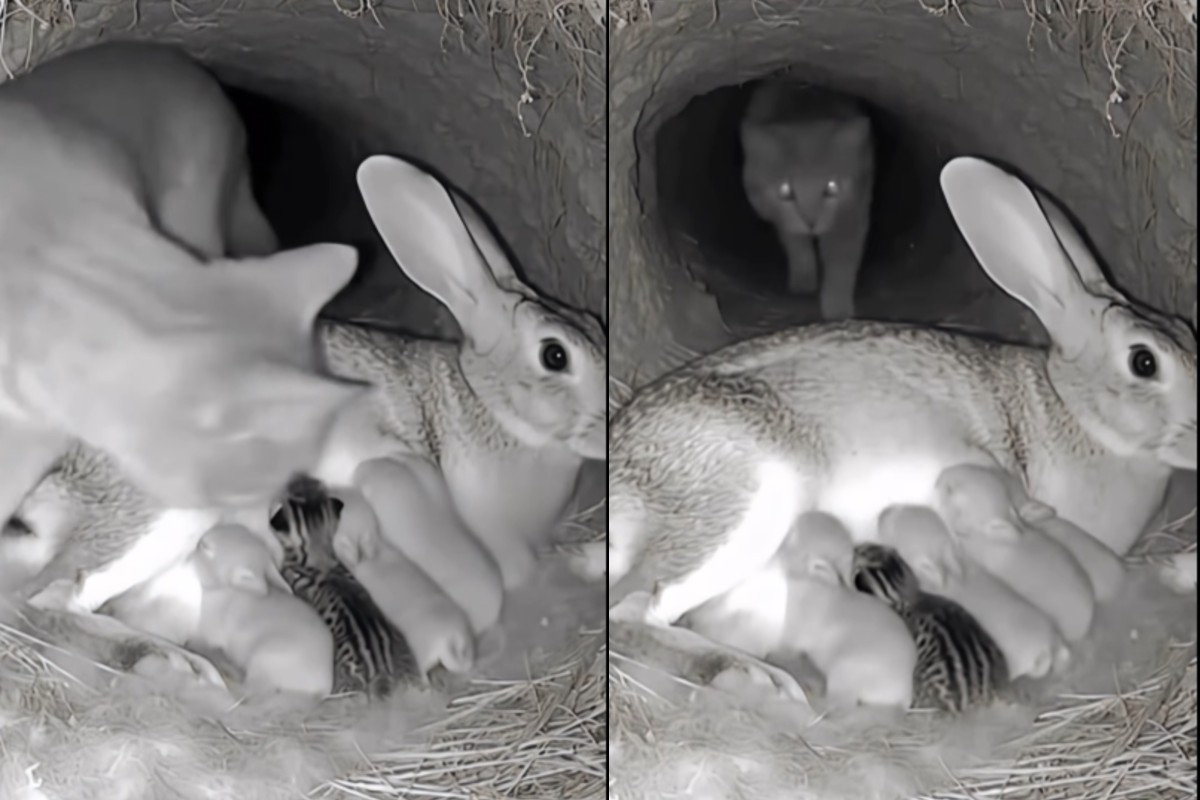 Imaginile serii cu misiunea de „salvare” a unui pui de pisică de la sânul unei iepuroaice