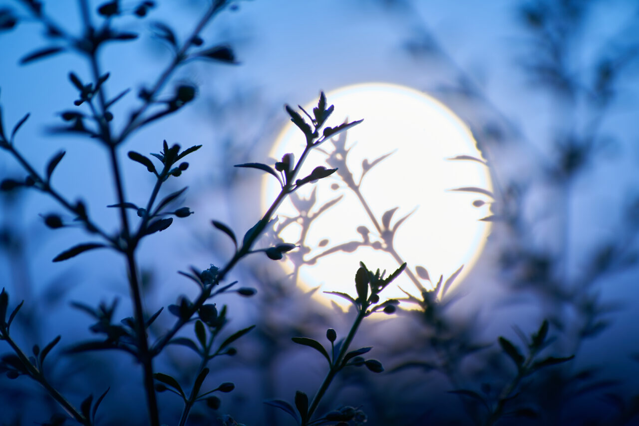 foto ilustrativa: sursa foto: Envato