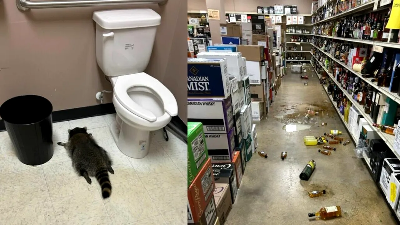 Un raton rupt de beat a vandalizat un magazin cu băuturi alcoolice şi apoi a adormit în baie